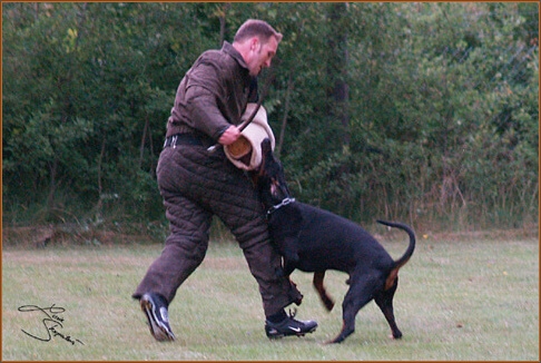 Cliff v.Beuchower Hof - Körung 2007